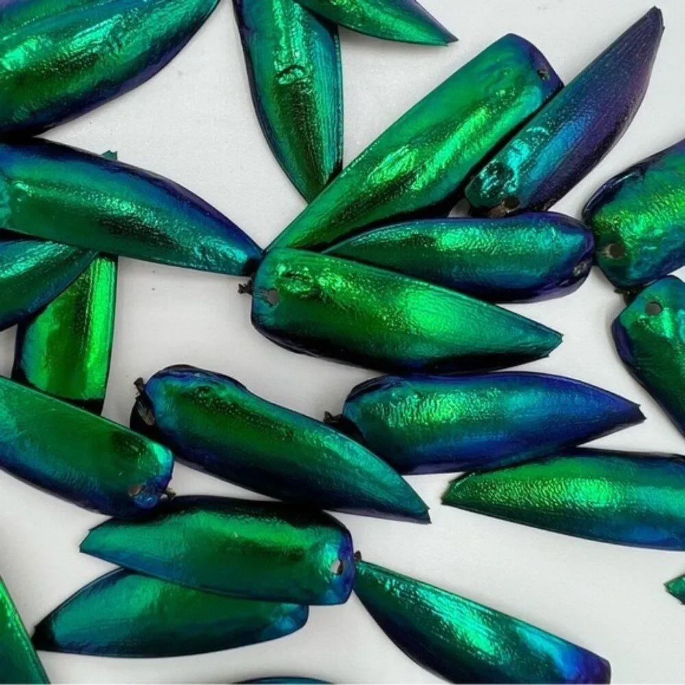 Jewel beetle wings drilled for jewelry making